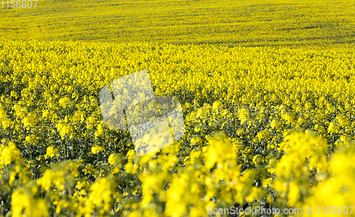 Image of rapeseed field