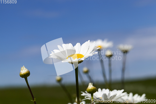 Image of blossoming camomile