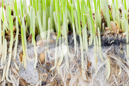 Image of green sprouts