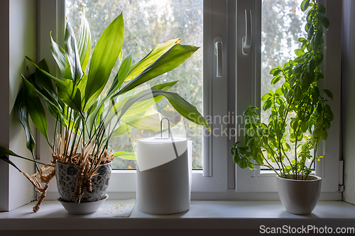 Image of flower pots on kitchen window