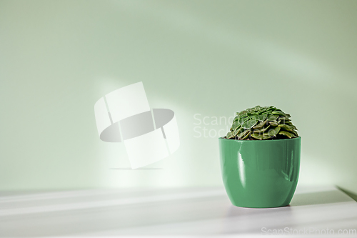 Image of green flower pot