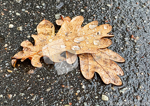 Image of wet autumn leaves