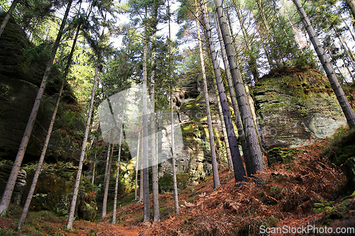 Image of Rocks in forest, Bohemian Paradise (Cesky Raj), Czech Republic