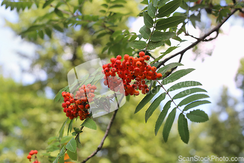 Image of Branches of mountain ash with berries 