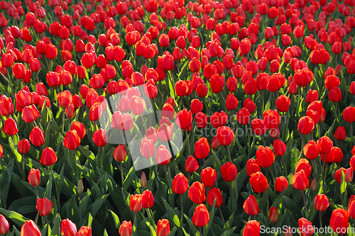 Image of Beautiful red tulips, bright nature background