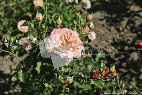 Image of Beautiful pink rose, closeup