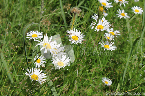 Image of Beautiful daisy flowers and green herbs in field 
