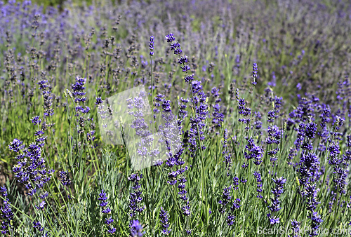 Image of Beautiful blooming lavender in sunny summer garden