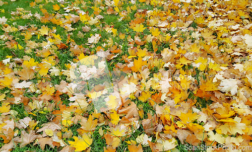 Image of Bright autumn background from yellow leaves of maple 