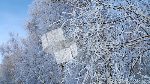 Image of Beautiful branches of trees covered with snow