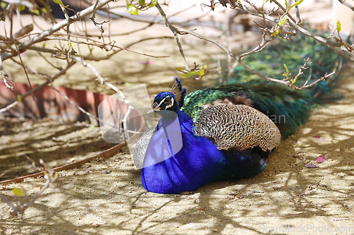 Image of Beautiful peacock resting in the shade