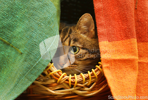 Image of Cute cat watching from her hiding place