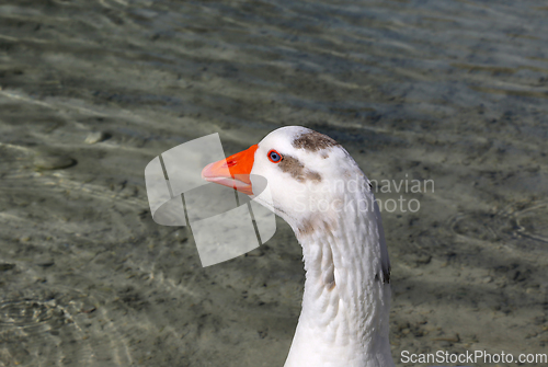 Image of Cute goose with blue eyes and orange beak in profile