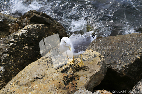Image of Seagull standing on the sea shore