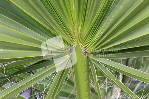 Image of Large palm leaf, closeup 