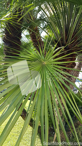 Image of Palm tree with a large palm leaf