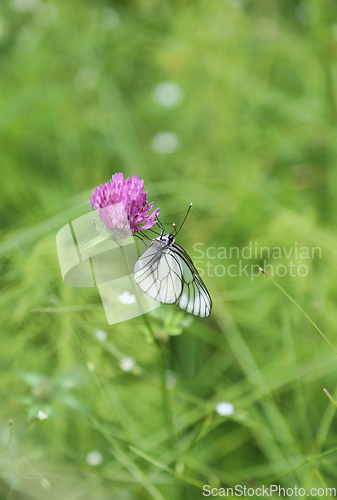 Image of Beautiful butterfly on a pink clover 