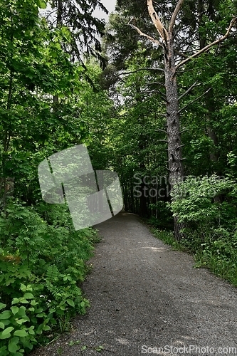 Image of  dirt path in a forest in Finland