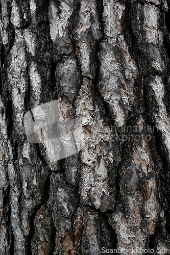 Image of expressive texture of pine bark