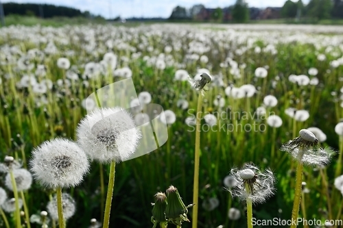 Image of dandelion blowballs or seed heads on a meadow