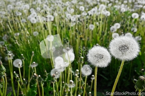 Image of dandelion blowballs or seed heads on a meadow