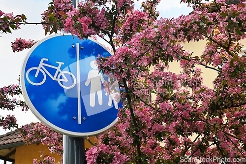 Image of sign bike path and footpath among blossoming apple tree