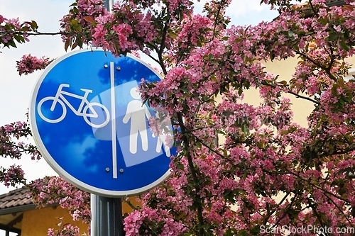 Image of sign bike path and footpath among blossoming apple tree
