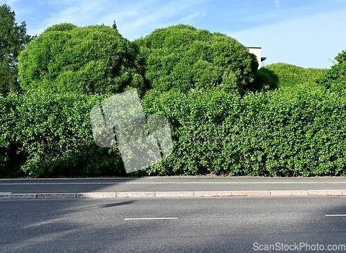 Image of asphalt road and abundant green bushes and trees 