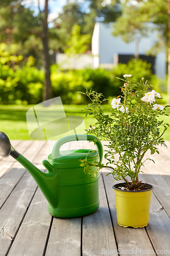 Image of watering can and rose flower seedling in garden