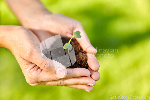Image of hands holding plant growing in handful of soil