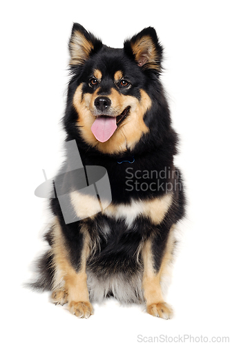 Image of Happy Finnish Lapphund dog sitting on a white background