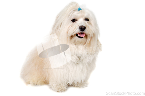 Image of Happe Coton De Tulear dog sitting on a clean white background