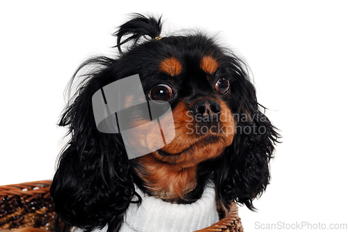 Image of Sad Cavalier King Charles Spaniel dog