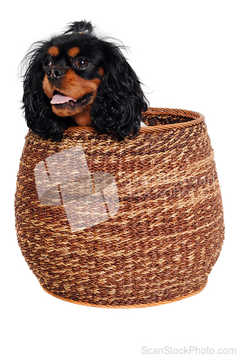 Image of Happy Cavalier King Charles Spaniel dog in a basket