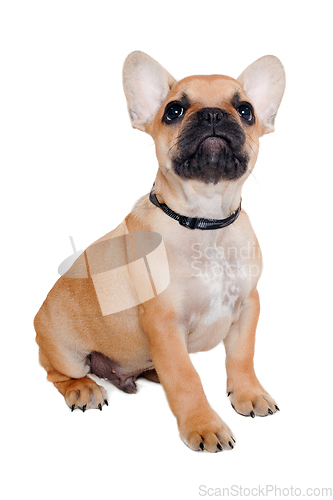 Image of Sad french puppy bulldog is sitting on at clean white background