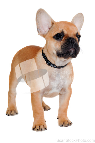 Image of Sad french puppy bulldog is standing on at clean white backgroun