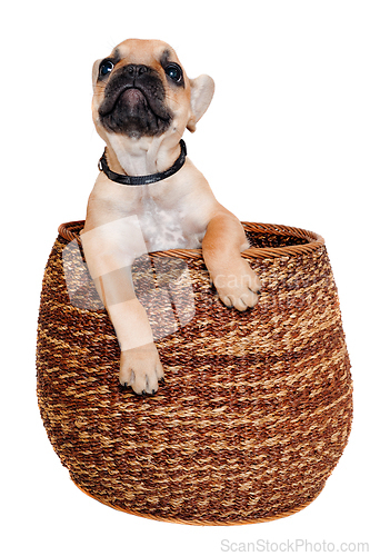 Image of French puppy bulldog is playing in a basket, taken on at clean w