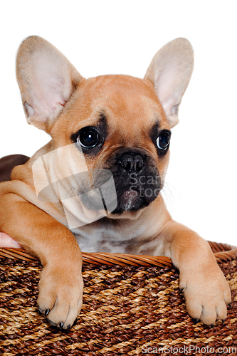 Image of French puppy bulldog is playing in a basket, taken on at clean w