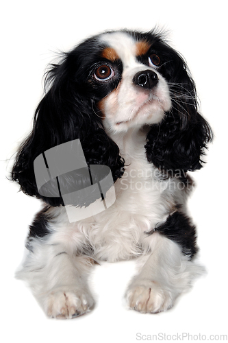 Image of Sad Cavalier King Charles Spaniel dog resting