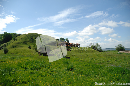 Image of Cows and green landscape