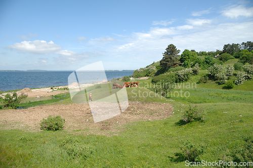 Image of Cows and green landscape