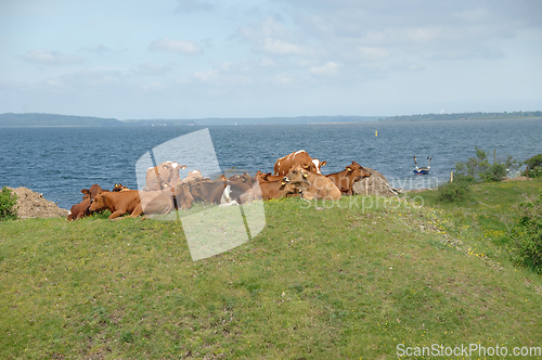 Image of Cows resting on green grass 