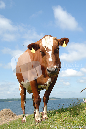 Image of Sweet Cow is standing