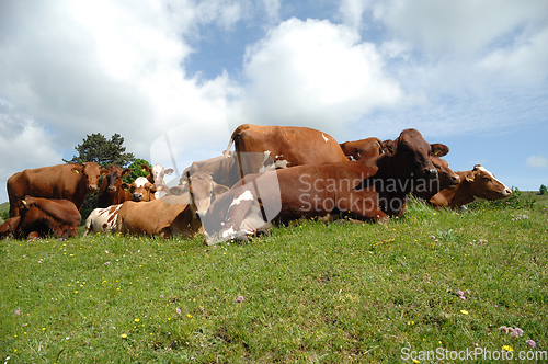 Image of Cows resting on green grass