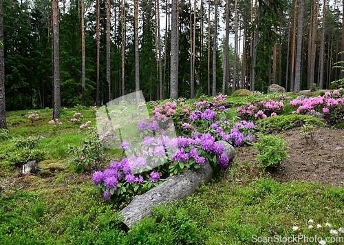 Image of blooming rhododendrons in the park Ilolan Arboretum in Finland