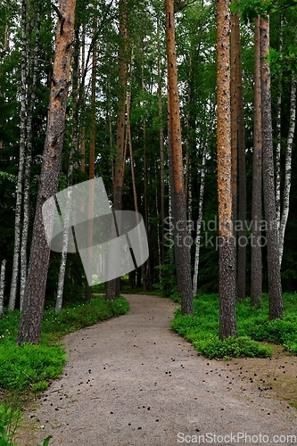 Image of dirt path in a summer forest