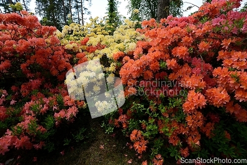 Image of blooming rhododendrons in the park Ilolan Arboretum in Finland