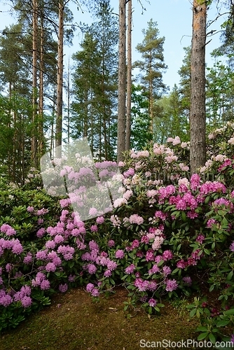 Image of blooming rhododendrons in the park Ilolan Arboretum in Finland