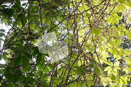 Image of frame filled with leaves and branches 