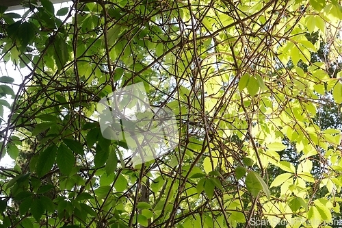 Image of frame filled with leaves and branches 